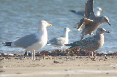 small gull below right not sure, looks almost Cal gull like?