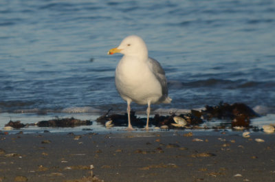 Thayer's Gull revere beach?
