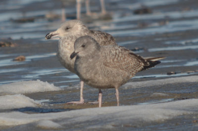 possible thayer's, light edging on wing tips, light under wing, small head bill, light panel on open wing revere beach