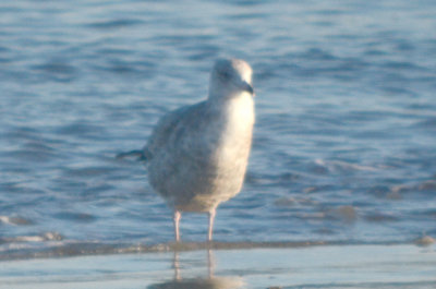 looked almost mew gull like, but possible Thayer's Revere Beach