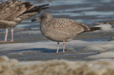possible thayer's, light edging on wing tips, light under wing, small head bill, light panel on open wing revere beach