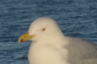 possible thayer's rounded head dark eye white under side to p10 no wing shots:( revere beach