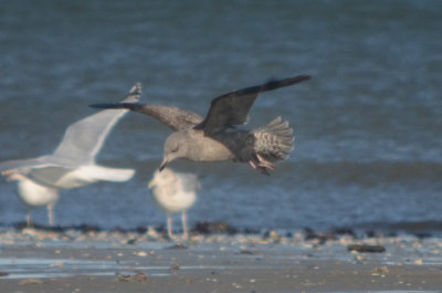 hmmm thayers type revere beach