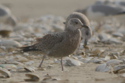 1st yr LBBG Revere ???? Beach, same as one in Wilmington? could be