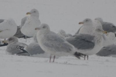 Nelson's Gull GLGU X HERG hybrid silver lake Wilmington
