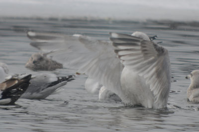 Nelson's Gull GLGU X HERG hybrid silver lake Wilmington