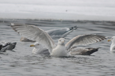Nelson's Gull GLGU X HERG hybrid silver lake Wilmington