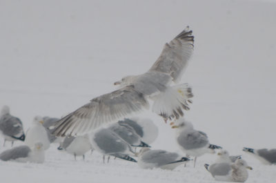 Nelson's Gull GLGU X HERG hybrid silver lake Wilmington