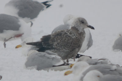 lesser black-backed gull??? silver lake wilmington same as one next from revere? could be