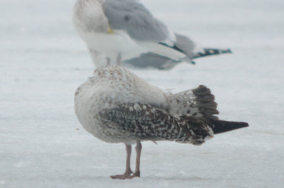 very strange, looks like a GBBG in juv plumage but in Feb? and bill bi-colored, head seems off for GBBG silver lake