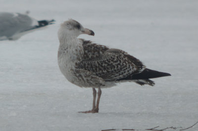 very strange, looks like a GBBG in juv plumage but in Feb? and bill bi-colored, head seems off for GBBG silver lake