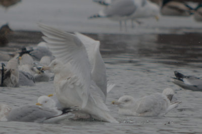 Glaucous Gull (left) Nelson's Gull / GLGUXHERG (right) silver lake wilmington