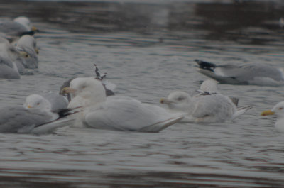 Glaucous Gull (left) Nelsons Gull / GLGUXHERG (right) silver lake wilmington