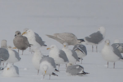 iceland gull ebird record shot silver lake