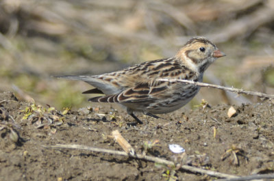 lapland longspur Spencer Peirce Little Farm