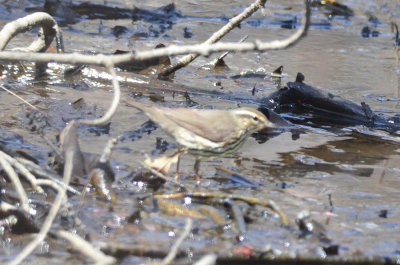 louisiana waterthrush nahant thicket