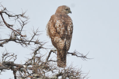BIRDS OF PREY