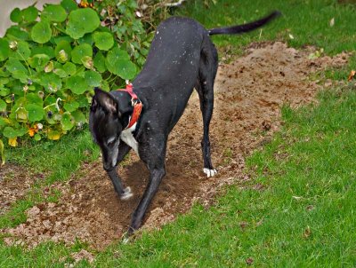 Digger Dog - she is so focused on digging a hole here!