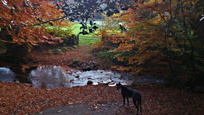 Peggy early evening walk.jpg