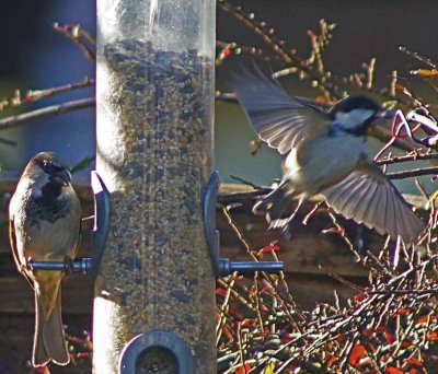 Sparrows at the Bird Feeder.jpg