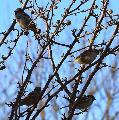 Sparrows.jpg