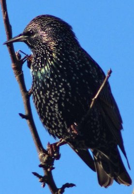 Starling.jpg