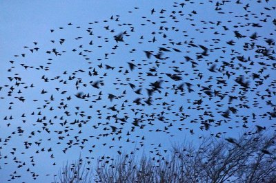 Starlings - it's time to go!