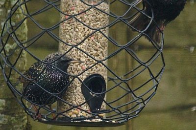 Starling Clever one inside 2.jpg