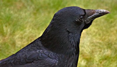 Crow in closeup