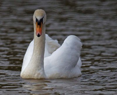 Swan on the Canal.jpg