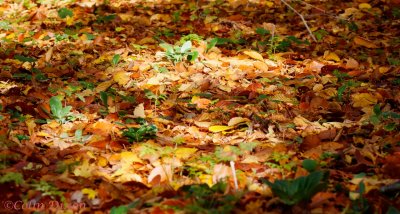 Autumn ground cover.