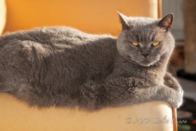 Smokey waiting for food.