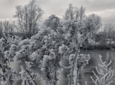 Jack Frost.
