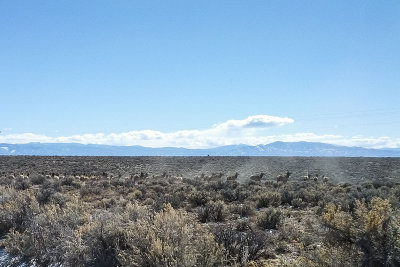 Elk herd