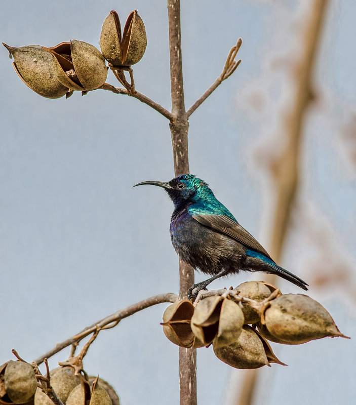 Palestine Sunbird