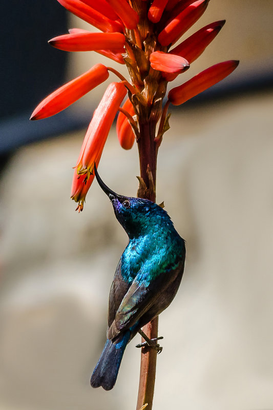 Twisted neck sunbird...