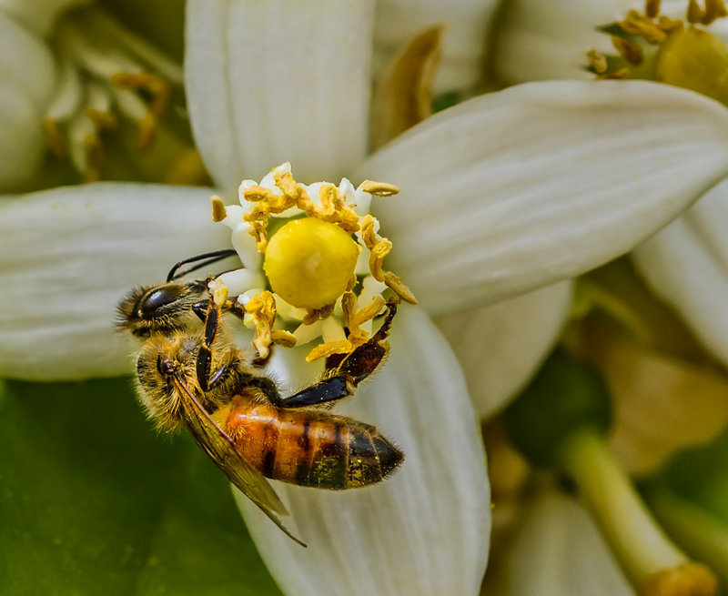 A new spring - a newbee