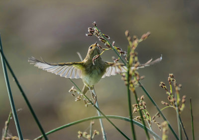 Air dancer II