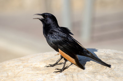 Dead Sea Tristram's Starling