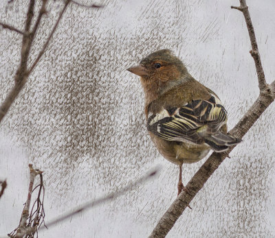 Chaffinch - a stormy day