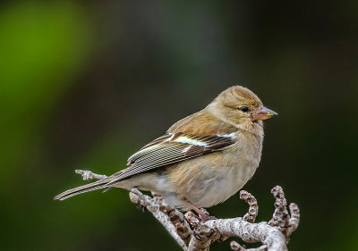 Chaffinch - female