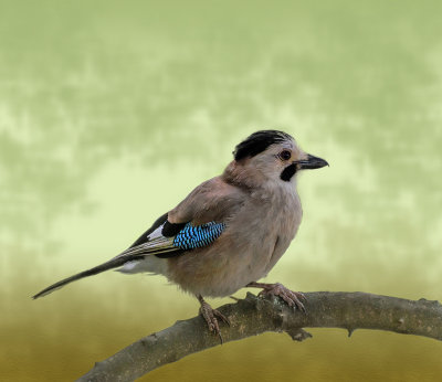 Another jay