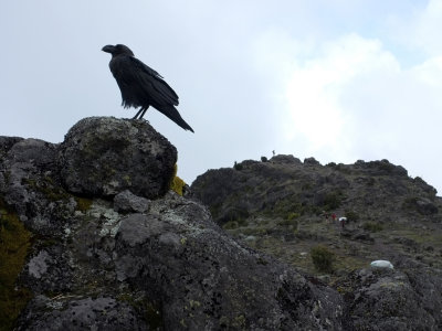 Whitenecked Raven, watching my every step