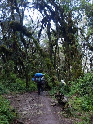 Cloud Forest