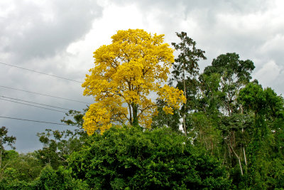 Yellow Cortez Tree