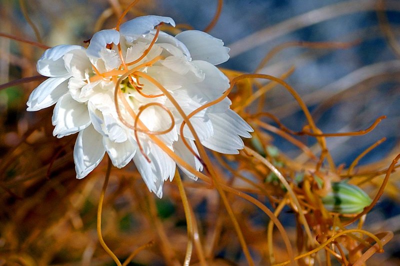 Desert Chicory and Toothed Dodder 3-14.jpg