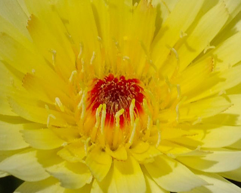 Desert Dandelion.jpg