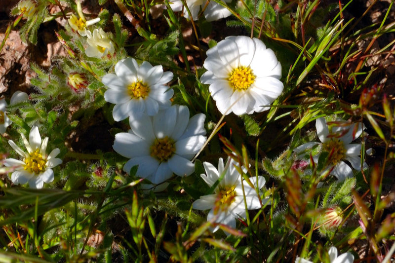 White Wooly Daisy.jpg