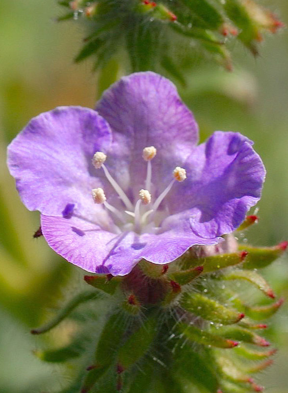 Wild Heliotrope.jpg