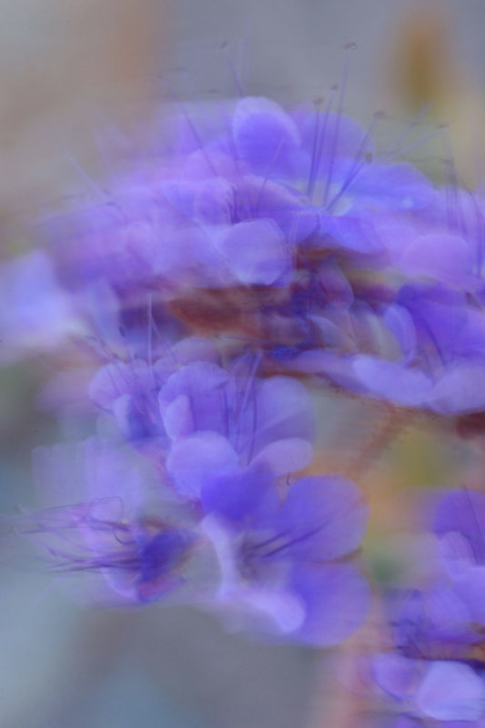 Windy Blue Phacelia 3-14.jpg